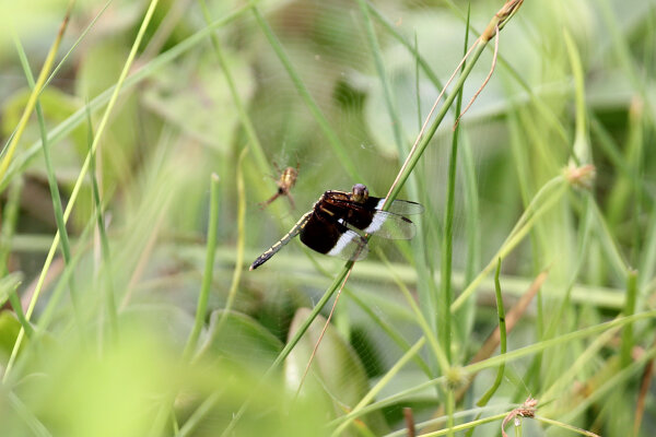 Pied Paddy Skimmer