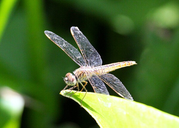 Wandering Glider