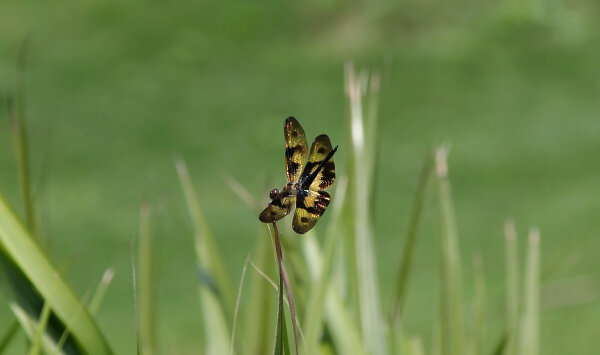 Common Picture Wing