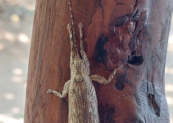 Bark Katydid