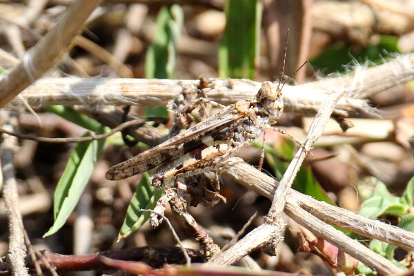 Brown-spotted Range Grasshopper