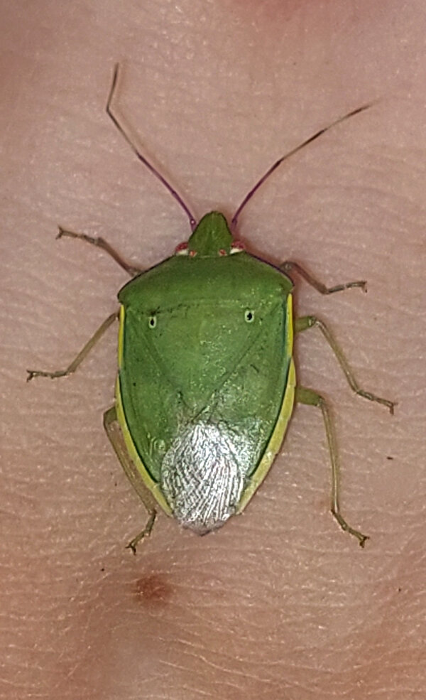 Green Stink Bug
