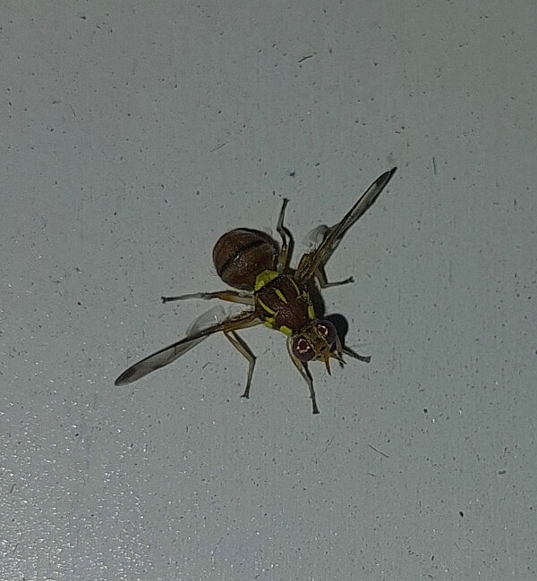 Fruit Fly