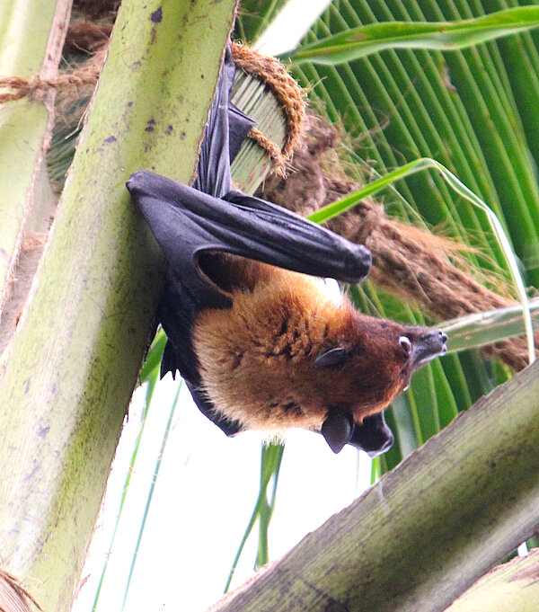 Bats