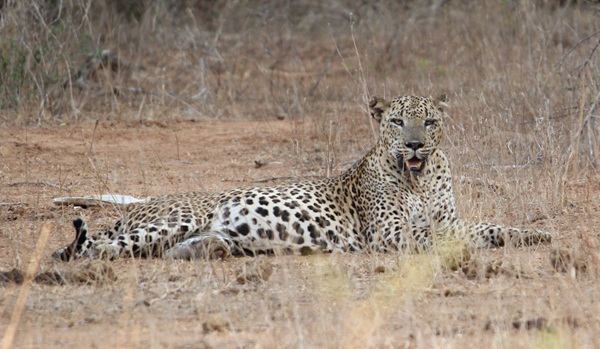 Wildlife