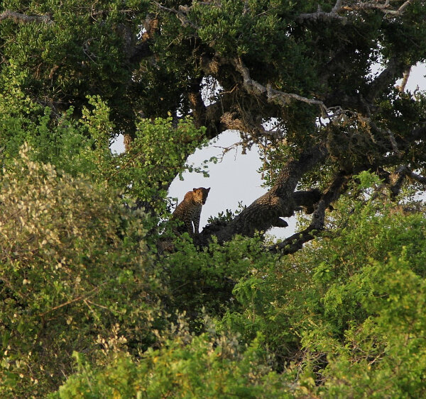 Sri Lankan Leopard