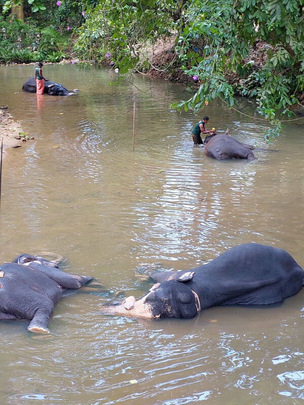 Sri Lankan Elephants