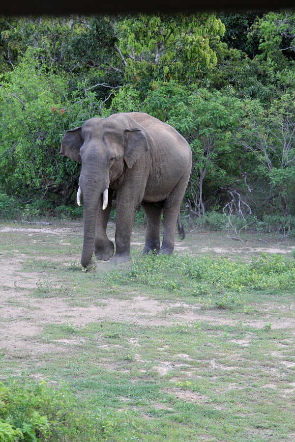 Sri Lankan Elephant