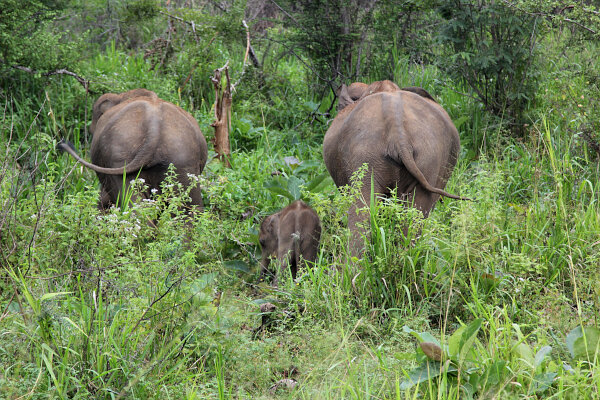Sri Lankan Elephant