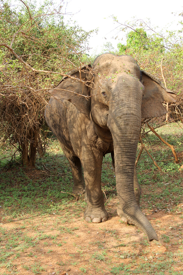 Sri Lankan Elephant