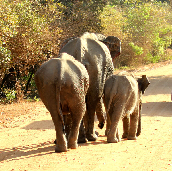 Elephants, Rhinos & Hippos