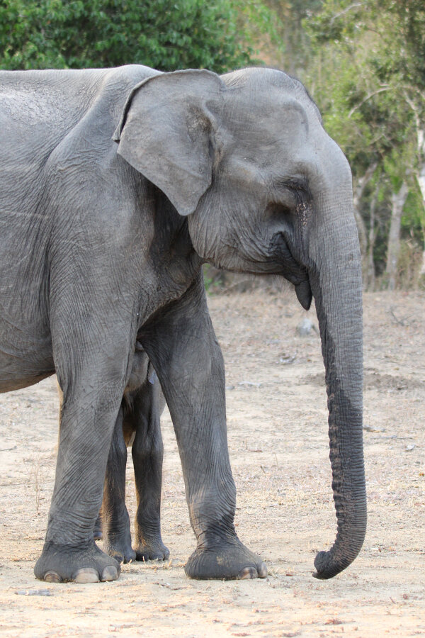 Sri Lankan Elephant