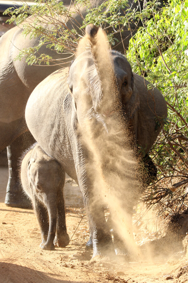 Sri Lankan Elephant