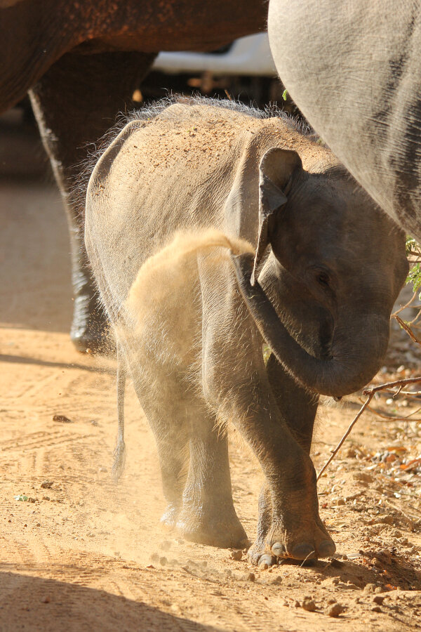 Sri Lankan Elephant