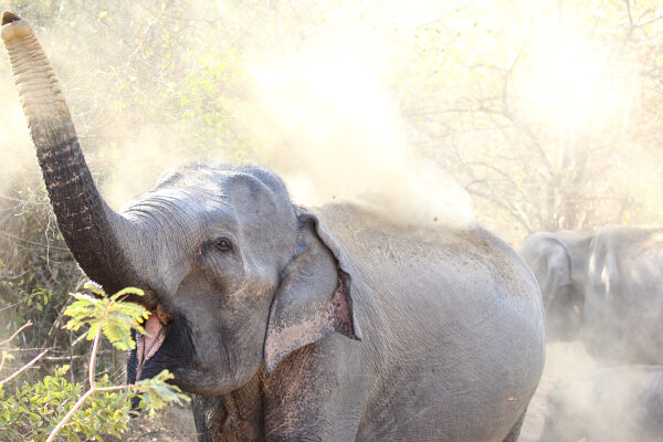 Sri Lankan Elephant