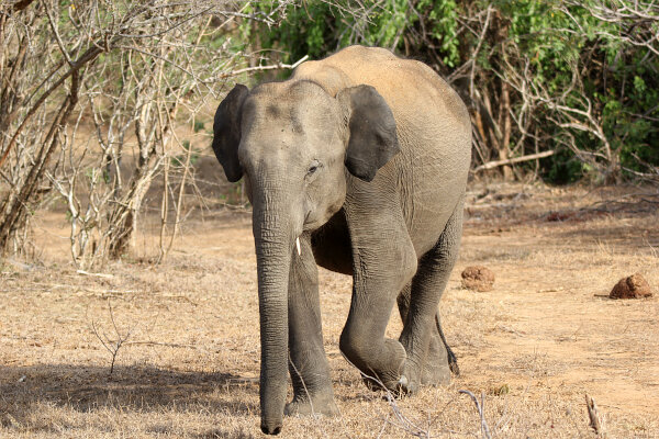 Sri Lankan Elephant