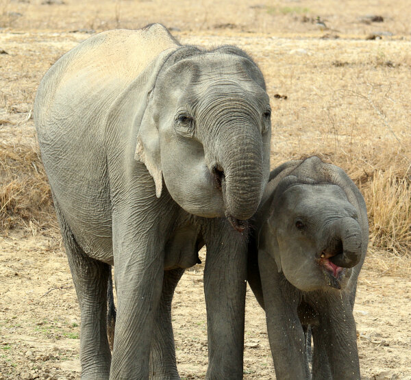 Sri Lankan Elephant