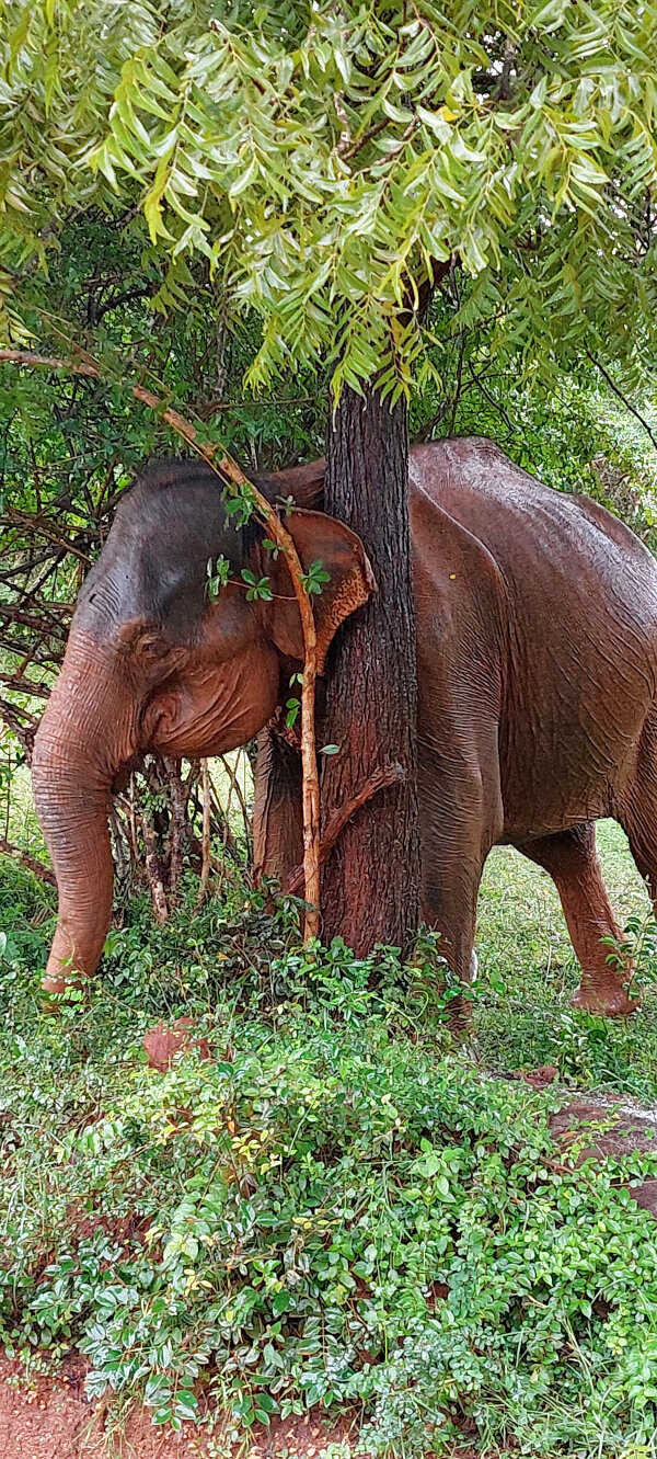 Sri Lankan Elephant