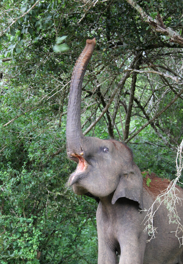 Sri Lankan Elephant