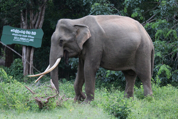 Sri Lankan Elephant