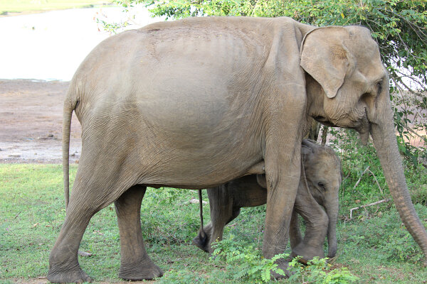 Sri Lankan Elephant