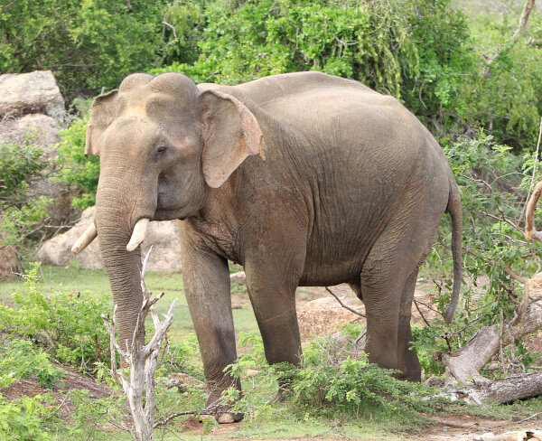 Sri Lankan Elephant
