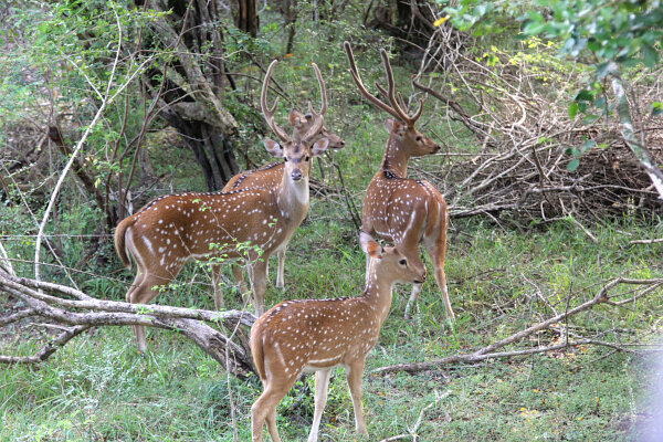 Spotted Deer