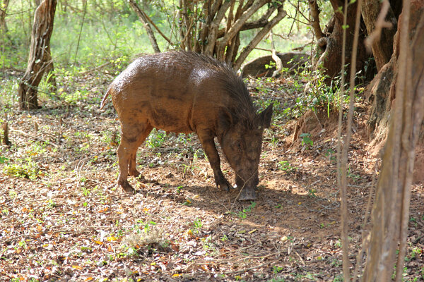Wild Boar