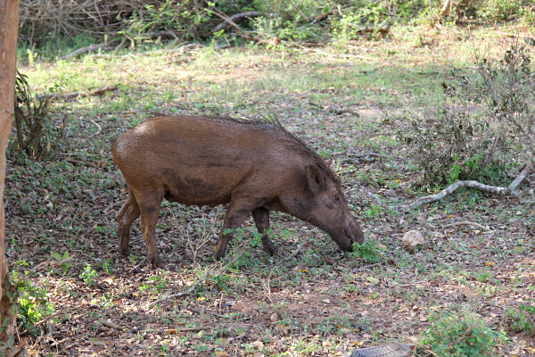 Wild Boar