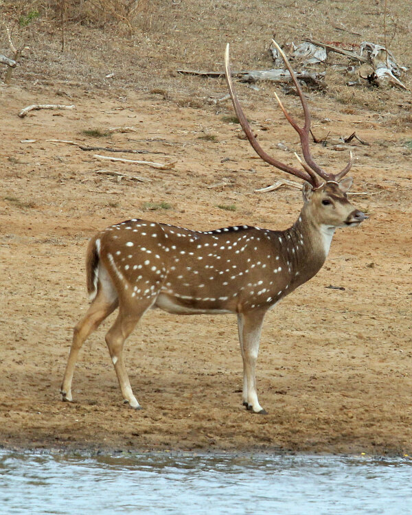 Spotted Deer