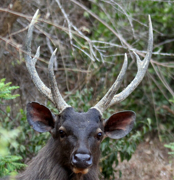 Sambar Deer
