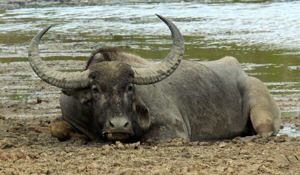 Water Buffalo