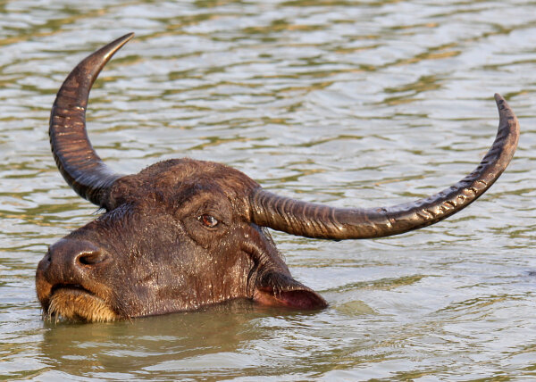 Hoofed Mammals
