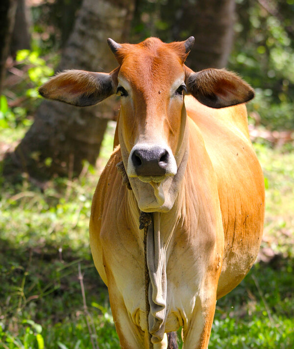 Domestic Cow