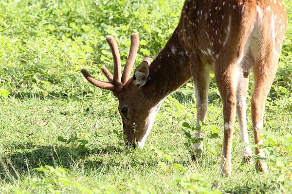 Spotted Deer