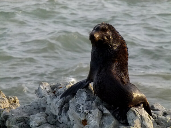 Marine Mammals