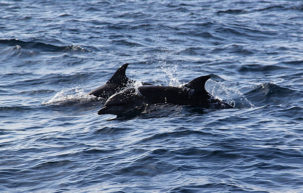 Ocean Dolphins