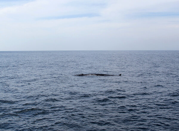 Fin Whale