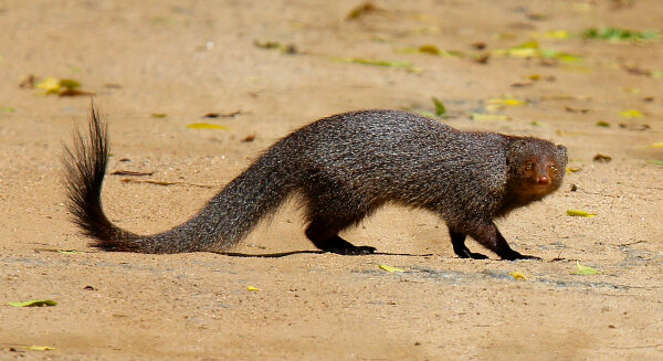 Other Mammals