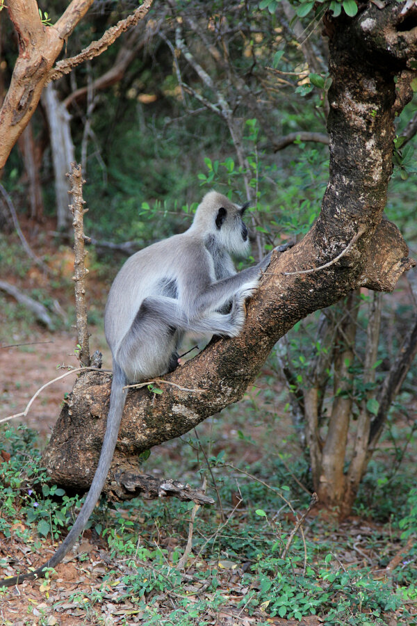 Tufted Gray Langur