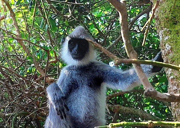 Tufted Gray Langur