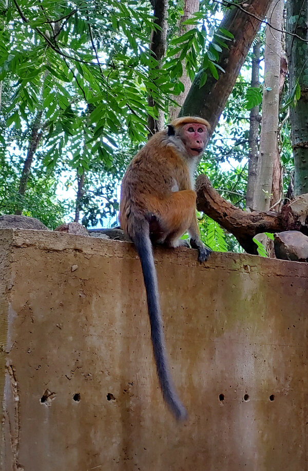 Toque Macaque