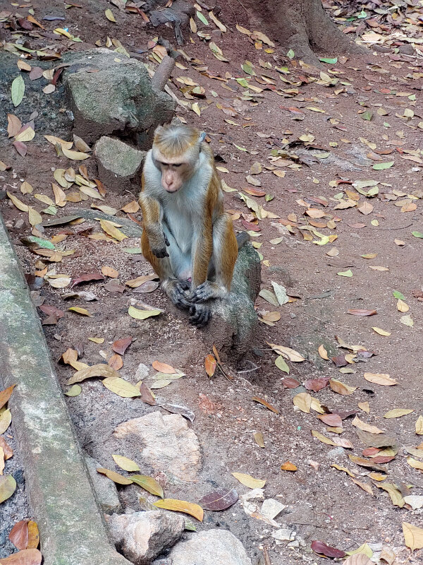 Toque Macaque