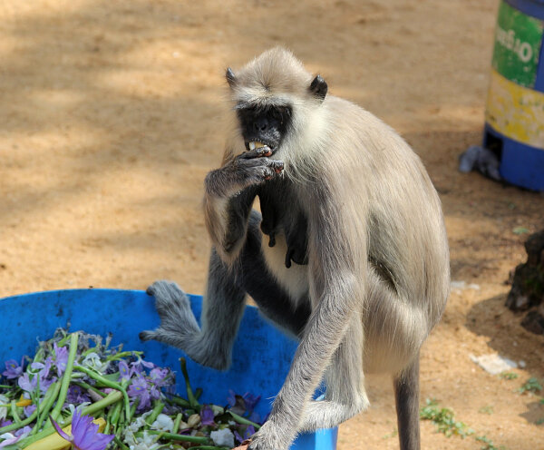 Tufted Gray Langur