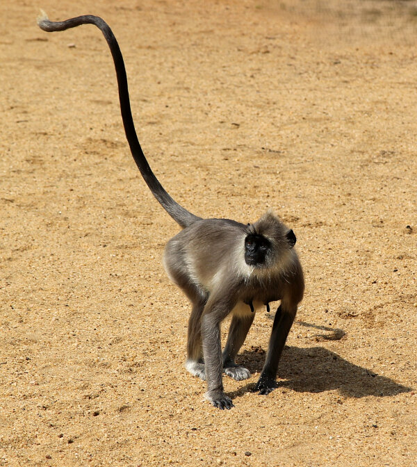 Tufted Gray Langur