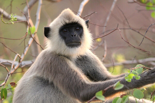 Tufted Gray Langur