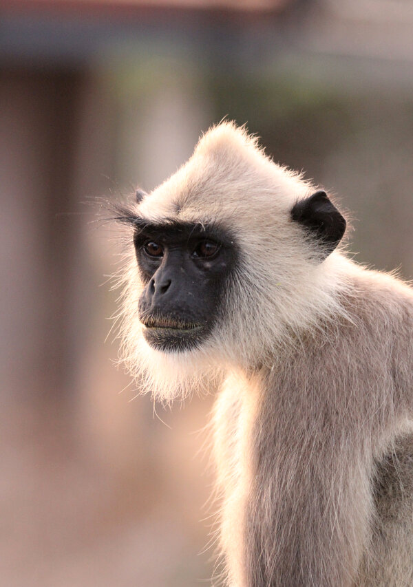 Tufted Gray Langur Portrait