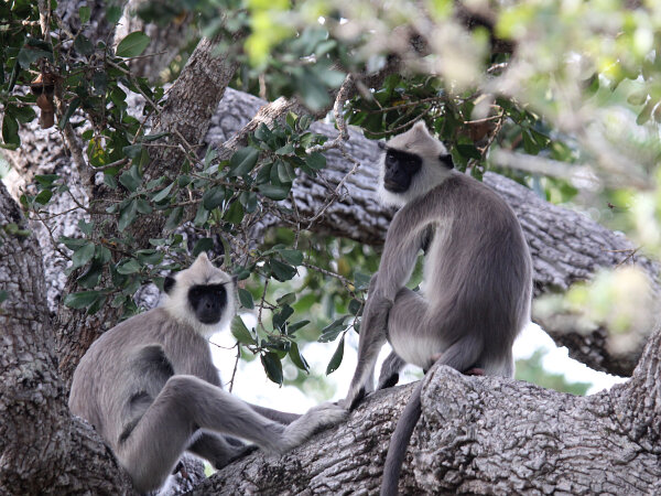 Primates