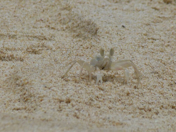 Hornet Ghost Crab