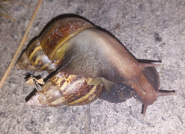 Other Wildlife